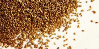 Teff tohumu çayı tarifi nedir? Kilo vermek için nasıl içilir? Teff tohumu çayı tarifi nedir? Kilo vermek için nasıl içilir?