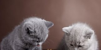 Paw Paw Kedi Maması Güvenilir Mi? kedi mamasi