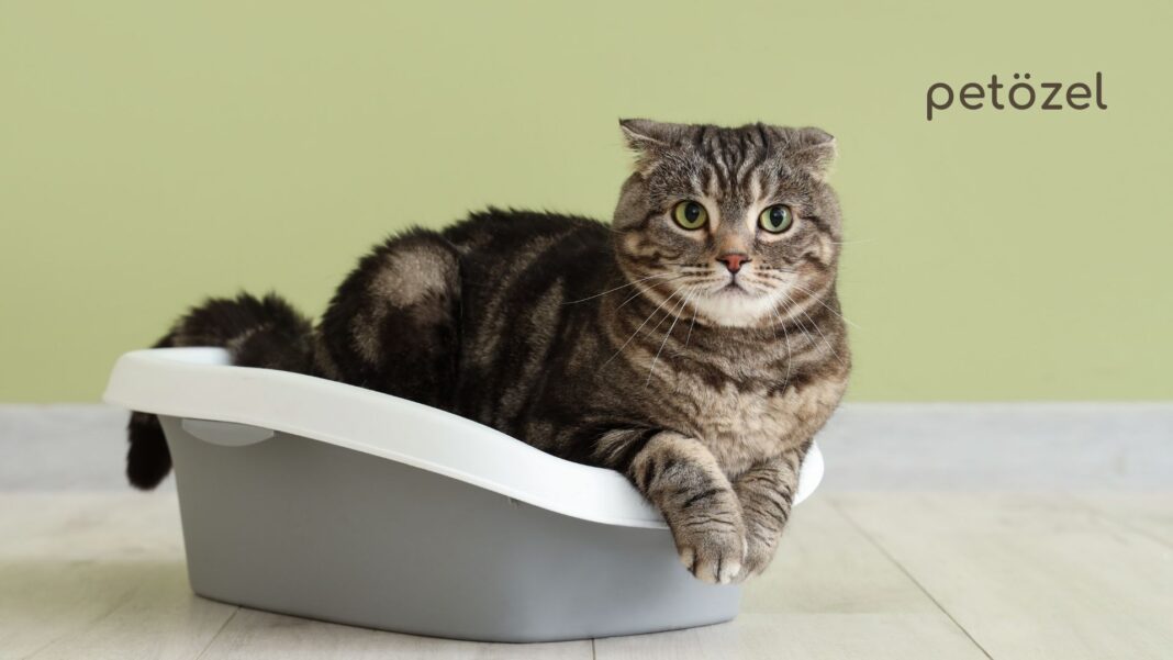 Kedi kumu ve kedi tuvaleti
