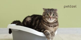 Kediler ve Kedi Kumu: Minik Dostlarımızın Hijyen Sırları Kedi kumu ve kedi tuvaleti