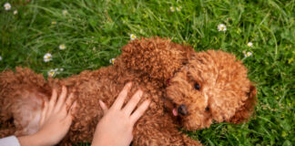 Toy Poodle Zeki mi? Neden Dünyanın En Akıllı Küçük Irklarından Biri Sayılıyor? Toy Poodle